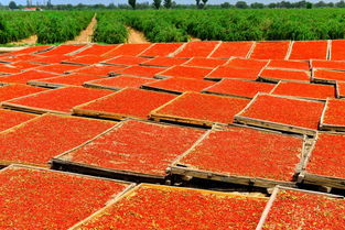 4億消費(fèi)者可通過(guò)拼多多分享甘肅農(nóng)特產(chǎn)品