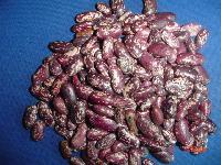 紫花蕓豆-中國(guó) 貴州六盤(pán)水-